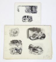 Alfred Burgess Sharrocks (1919-1988), Ornithological School, Ink / scratchboard illustrations, Tawny