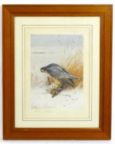 After Archibald Thorburn (1860-1935), Signed colour print, Peregrine Falcon on Teal. Facsimile
