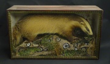 Taxidermy : an early 20thC cased mount of a Badger, posed upon rocks within a naturalistic setting