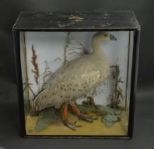 Taxidermy: a mid 20thC cased mount of a Cape Barren Goose, posed within a naturalistic setting among