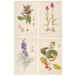 Flora of Oxfordshire. A collection of approximately 250 botanical illustrations, 1950s