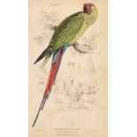 Jardine (William). A collection of approximately 80 engravings of birds, circa 1835