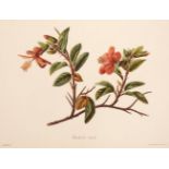 Sinclair (Isabella). Indigenous Flowers of the Hawaiian Islands, 1885