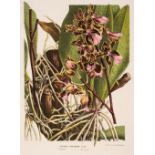Botany. Van Houtten (Louis), A collection of approximately 40 lithographs [1845 - 88]