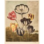 Hogg (Arthur). Tulips, Thomas Ross & Sons, 1947