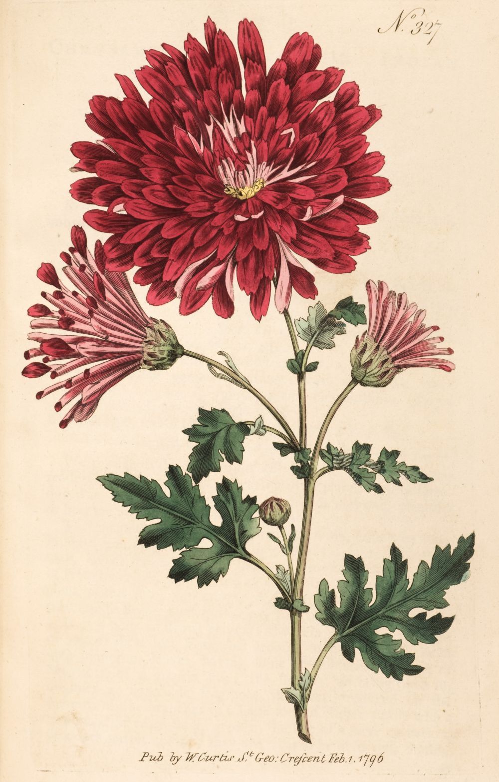 Curtis (William). The Botanical Magazine or Flower-Garden Displayed, volume IX, 1795