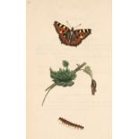 Donovan (Edward). The Natural History of British Insects:..., volume 2 only, 1793