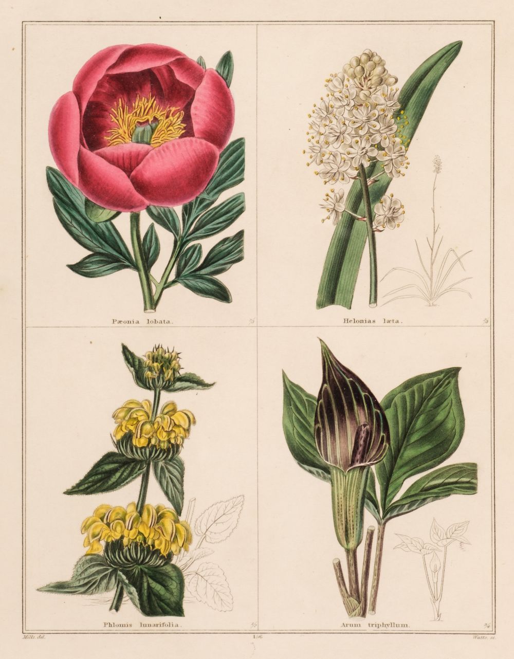 Maund (B.). The Botanic Garden or Magazine of Hardy Flower Plants, 55 parts, 1836 - 40