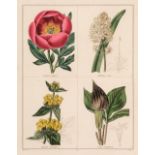 Maund (B.). The Botanic Garden or Magazine of Hardy Flower Plants, 55 parts, 1836 - 40