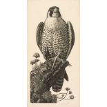 Tunnicliffe (Charles Frederick, 1901-1979). Peregrine Falcon