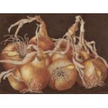 Mazur (Judith). Onions, coloured pencil, 22 x 29.5 cm