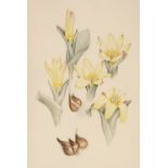 Grierson (Mary, 1912-2012). Tulipa kaufmanniana, & 2 others