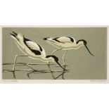 Gillmor (Robert, 1936-2022). Two Avocets