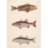 Description de L'Egypte. A collection of ten engravings of fish, circa 1831