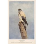 Meinertzhagen (Richard). Nicoll's Birds of Egypt, 2 volumes, 1st edition, 1930