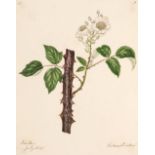 Botany. An album containing approximately 285 watercolour drawings, circa 1850