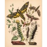 Kirby (W.F.) European Butterflies and Moths, 1882
