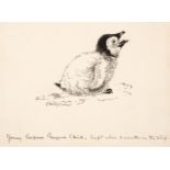 Wilson (Edward Adrian, 1872-1912). Young Emperor Penguin Chick