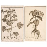 L'Héritier de Brutelle, Charles-Louis, 1746-1800]. Sertum anglicum, seu plantae rariores... , 1788