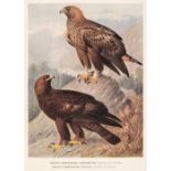 Swann (H. Kirke & Alexander Wetmore, editor). A Monograph of the Birds of Prey