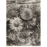 Tute (George William, 1933-). Sunflower Field