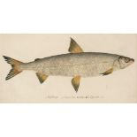 Fish. A group of 4 hand-coloured engravings of fish from Carl von Meidinger... , 1785-90