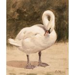 Marks (Henry Stacy, 1829-1898). Mute Swan