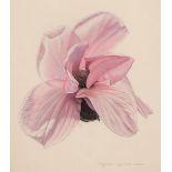 Greenwood (Lawrence, 1915-98). Magnolia Sargentiana Robusta