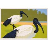 Gillmor (Robert, 1936-2022). Sacred Ibis