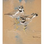 Ennion (Eric, 1900-1981). Ringed Plovers