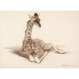 Thompson (Ralph Shillito, 1913-2009) Young Giraffe