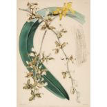 Fitch (Walter Hood, 1817-1892). Orchids 'Remanthera Lowii' and 'Cattleya Regnellii'