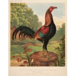 Wright (Lewis). The Illustrated Book of Poultry, London: Cassell Petter and Galpin, circa 1875