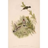 Gould (John). Three lithographs of Humming Birds [1849 - 61]