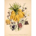 Loudon (Mrs Jane). The Ladies Flower-Garden of Ornamental Bulbous Plants, 1841