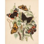 Kirby (W.F). European Butterflies and Moths, 1st edition, London: Cassell & Company, 1889