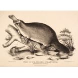 Krefft (Gerard). The Mammals of Australia Illustrated by Miss Harriett Scott..., 1871