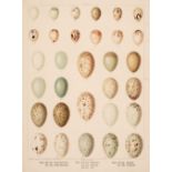 Birds Eggs & Nests. A collection of approximately 340 prints, 19th century