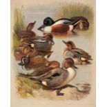 Thorburn (Archibald). British Birds, Longmans, Green and Co. 1915