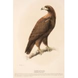Meyer (Henry Leonard). Illustrations of British Birds, 4 volumes, London: Longman and Co, c.1835-44