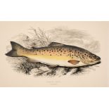 Couch (Jonathan). A collection of 252 plates from "Fishes of the British Isles", 1867