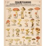 Mushrooms. Champignons Basidiomycetes. Hymenomycetes. Agaricinees. circa 1930