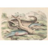 Natural History. A collection of approximately 125 prints, 18th & 19th century
