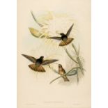 Gould (John & Richter H. C.). Aglaeactis Cupreipennis [1849 - 61]