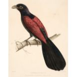 Birds. A collection of approximately 625 prints, mostly 19th century