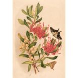Meredith (Louisa Anne). Some of My Bush Friends in Tasmania, 1st edition, 1860