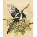 English School. Study of a Magpie (Pica pica), circa 1870