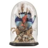 Taxidermy. A Victorian cased bird of paradise