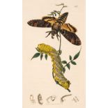 Curtis (John) British Entomology, 16 volumes plus Index, 1824-66