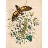 Humphreys (Henry Noel & John Obadiah Westwood). British Moths, 2 volumes, 1843-45